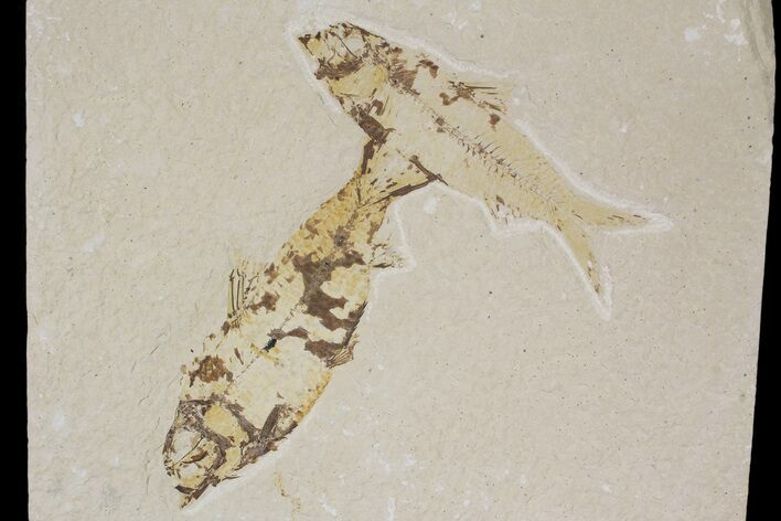 Two Knightia Fossil Fish - Wyoming #88535